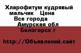 Хларофитум кудрявый мальчик › Цена ­ 30 - Все города  »    . Амурская обл.,Белогорск г.